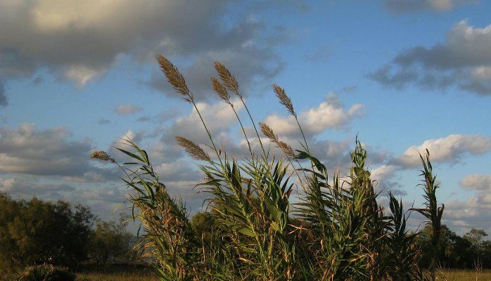 wind