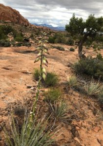 Yucca