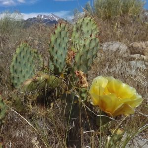 Prickly Pear Cactus