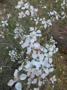 Cliff Fendler Bush