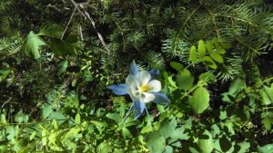 Colorado Columbine