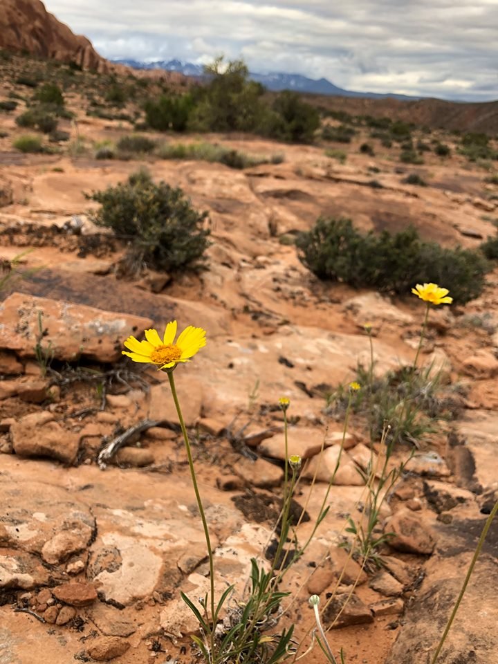 Sundancer Daisy