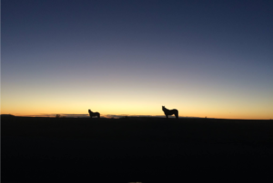 M Patrick Photography