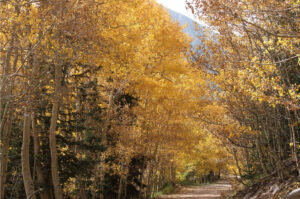 M Patrick Photography