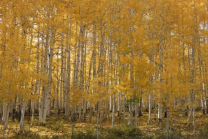 lasal mountain fall trees